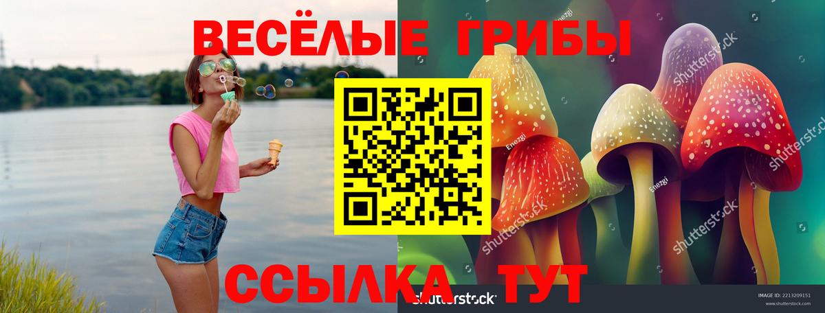 Псилоцибиновые грибы Psilocybe Ессентуки